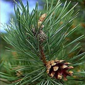 Pine Oil @ Emm Kay Industries, Hoshiarpur